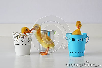 Ducklings in Pails Stock Photo