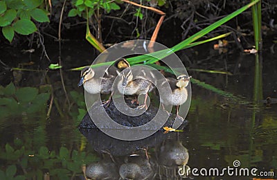 Ducklings on a rock. Stock Photo