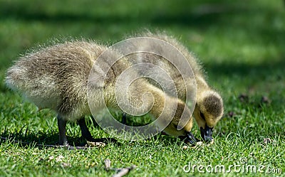 Ducklings Spring in the nature Stock Photo