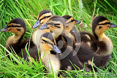 Ducklings Snuggled Together Stock Photo