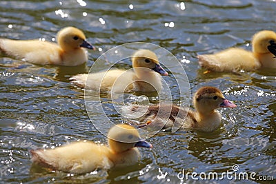 Ducklings Stock Photo