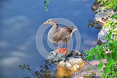 Ducks Anatidae swimming and resting in the water and banks of the Jordan River Trail with surrounding trees, Russian Olive, cott Stock Photo