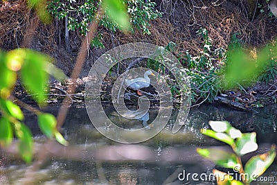 Ducks Anatidae swimming and resting in the water and banks of the Jordan River Trail with surrounding trees, Russian Olive, cott Stock Photo