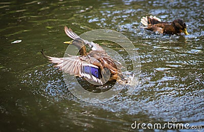 Ducks bathing in a cloud of spray in a pond Stock Photo