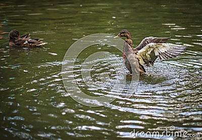 Ducks bathing in a cloud of spray in a pond Stock Photo