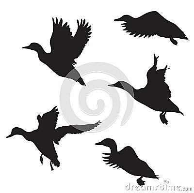 Ducks Vector Illustration