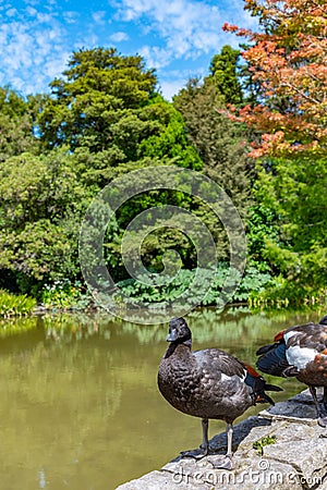 Ducks on a bridge at watergarden at Christchurch Botanic garden in New Zealand Stock Photo