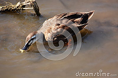 Ducks and carp Stock Photo