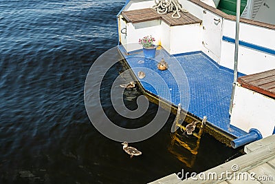 Ducks and ducklings are resting on a yacht stern Stock Photo