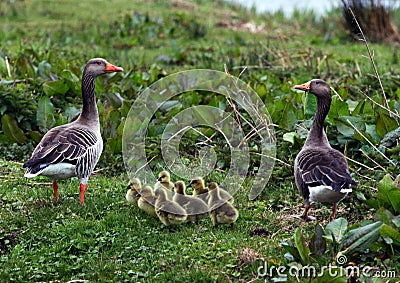 Ducks with ducklings in spring Stock Photo