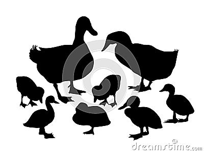 Ducks & Ducklings -Vector Vector Illustration