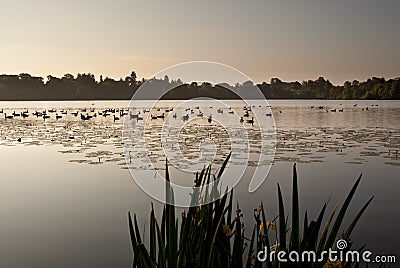 Ducks on Ellesmere Lake in sunrise light Stock Photo