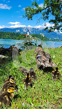 Ducks Family at Lake Bled, Slovenia. Stock Photo