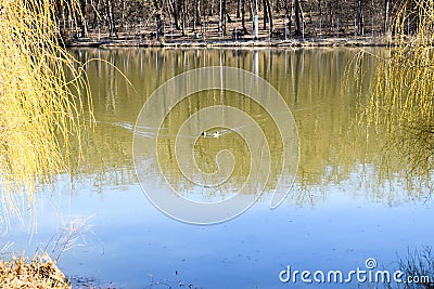 Ducks family on the park lake in a sunny spring day Stock Photo