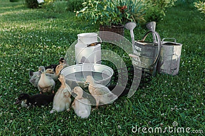 Ducks on the farm. Light and dark ducklings drink water from an iron trough. Stock Photo