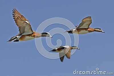 Ducks in Flight Stock Photo