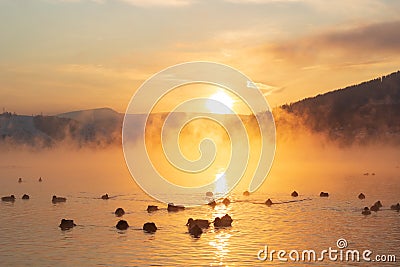 Ducks on a foggy winter river Stock Photo