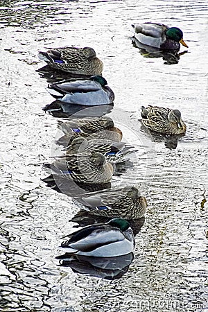 Ducks on a frosty day sit on the water. Waterfowl. It is very cold Stock Photo