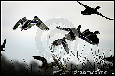 Ducks gathering on a lake in Jutland, Denmark Stock Photo
