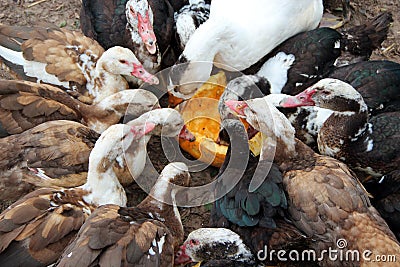 Ducks geese and muscovy ducks eat pumpkin in poultry. Poultry feeds in yard Stock Photo