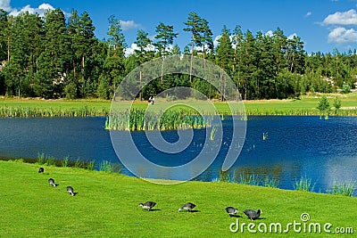 Ducks on a golf grass Stock Photo