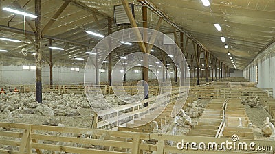 ducks poultry cultivation