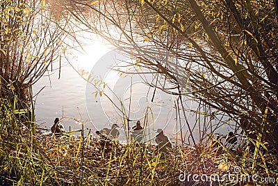 Ducks having sunbath on autumn morning on lakeside Stock Photo