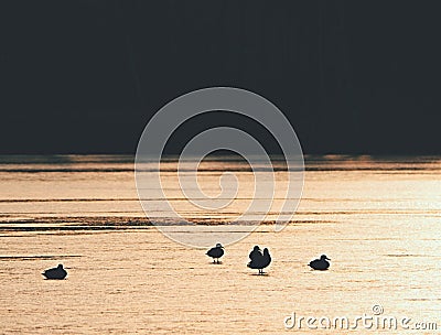 Ducks on lake ice at sunset. Sun bloody reflections Stock Photo