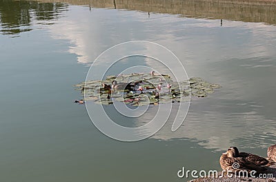 Ducks on lake at SchÃ¶nbrunn Palace Stock Photo