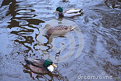 Ducks on a lake in Vienna Stock Photo