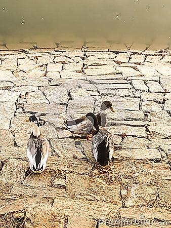 Ducks, lake, water, stones, birds, life Stock Photo