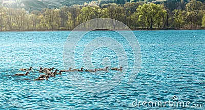 the ducks in the lake water during the sunrise Stock Photo