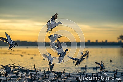 Ducks Landing at Sunset Stock Photo