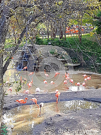 Flamingos and ducks near a water body in Dallas zoo Editorial Stock Photo