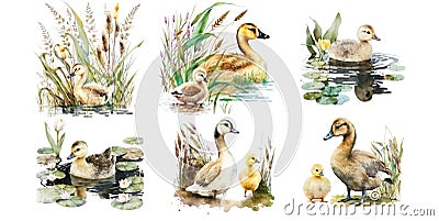 Ducks and little cute fluffy ducklings walk on the grass and swim in the pond Stock Photo