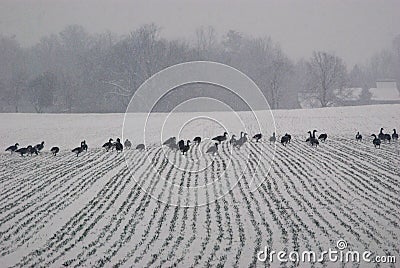 Ducks marching in a line across a snow covered field on a snowy winter day Stock Photo