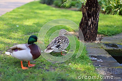 Ducks near the pond, London Stock Photo