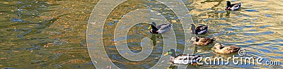 Ducks in the pond in the fall-narrow Stock Photo