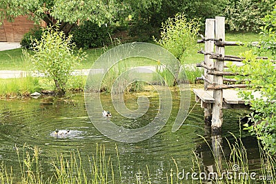 Ducks on pond Stock Photo