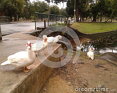 Ducks in Quinta da Boa Vista Rio de Janeiro Brazil. Stock Photo