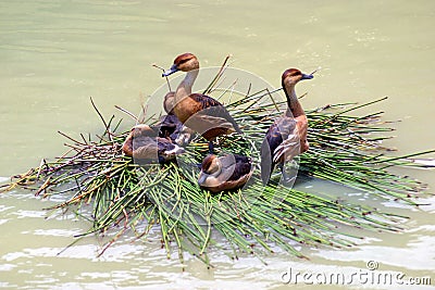 Ducks on a Reed Boat Stock Photo