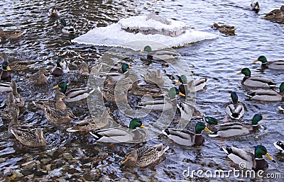 Ducks on the river Stock Photo