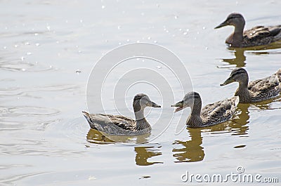 Ducks on a river, summertime Stock Photo