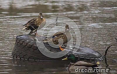 Ducks on the river Stock Photo