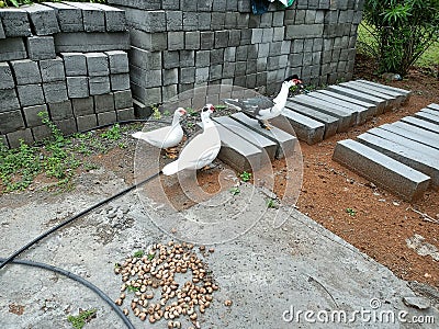 Ducks roaming around on concrete bricks Stock Photo