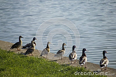 Ducks in row looking across lake Stock Photo