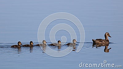 Ducks in a Row Stock Photo