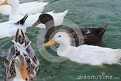 Ducks splashing in the lake Stock Photo