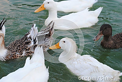 Ducks splashing in the lake Stock Photo