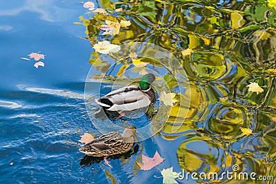 Ducks in the St. James Park, London. Stock Photo